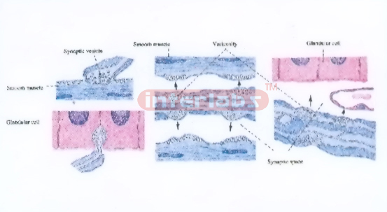 HUMAN HISTOLOGY MODEL SHOWING DISTANT SYNAPSE NON SYNAPTIC CHEMICAL TRANSMISSION